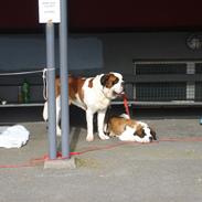 Sankt bernhardshund Zoomorfs Xanadu