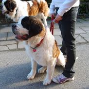 Sankt bernhardshund Zoomorfs Xanadu