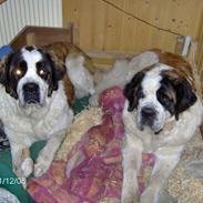 Sankt bernhardshund Zoomorfs Xanadu