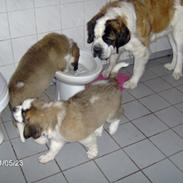 Sankt bernhardshund Zoomorfs Xanadu