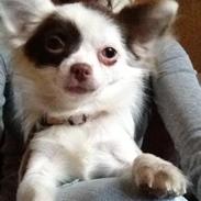 Chihuahua Chloé