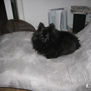 Blanding af racer Max pomeranian/papillon