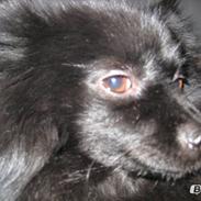 Blanding af racer Max pomeranian/papillon