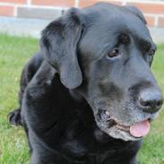 Labrador retriever Nunu <3