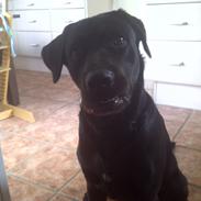 Blanding af racer Diego