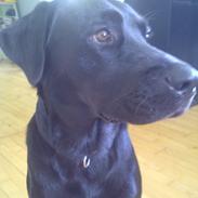 Blanding af racer Diego