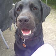 Blanding af racer Diego