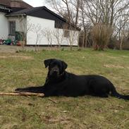 Blanding af racer Diego