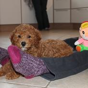 Blanding af racer Balder (Labradoodle)