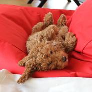 Blanding af racer Balder (Labradoodle)