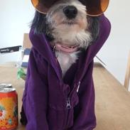 Chinese crested powder puff Cookie