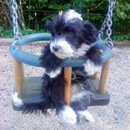 Chinese crested powder puff Cookie