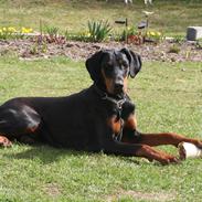 Dobermann Proud Danish Fancy Face(Chica)