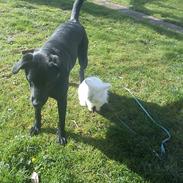 Labrador retriever Chiva