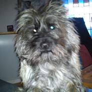 Cairn terrier Rollo