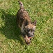 Cairn terrier Rollo