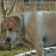 Dalmatiner Labrador Sir. Taurus II LØVEN II