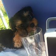 Yorkshire terrier Chilli