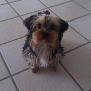 Yorkshire terrier Chilli