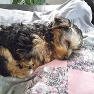 Yorkshire terrier Chilli