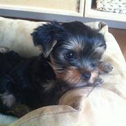 Yorkshire terrier Chilli