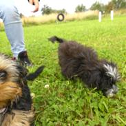 Yorkshire terrier Chilli