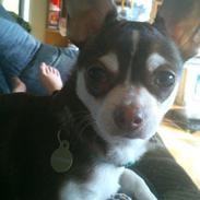 Chihuahua Choko