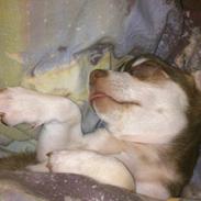 Chihuahua Choko