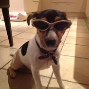 Jack russell terrier Agnes Rasmine Rita Fiona Skinke King Bæk Nielsen 