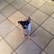 Jack russell terrier Agnes Rasmine Rita Fiona Skinke King Bæk Nielsen 