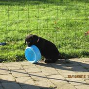 Blanding af racer Angel