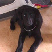 Labrador retriever Malikka