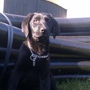 Labrador retriever Malikka