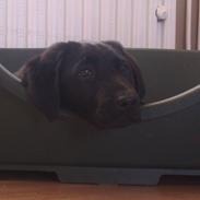 Labrador retriever Malikka