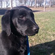 Labrador retriever Malikka