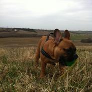 Fransk bulldog Albert