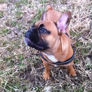 Fransk bulldog Albert