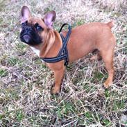 Fransk bulldog Albert