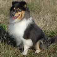 Shetland sheepdog Ziva (Kræmer's Viola Dark Jewel)