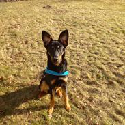 Blanding af racer Futte