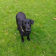 Labrador retriever Frida