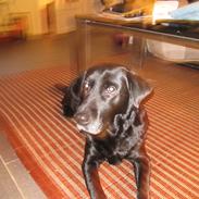 Labrador retriever Frida