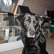 Labrador retriever Frida