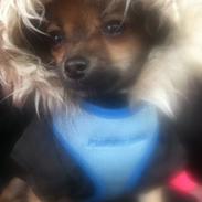 Chihuahua klaus aka. King.