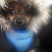 Chihuahua klaus aka. King.