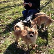 Chihuahua klaus aka. King.