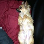 Chihuahua klaus aka. King.