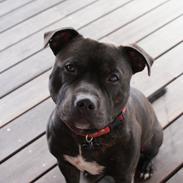 Staffordshire bull terrier Odin