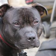 Staffordshire bull terrier Odin