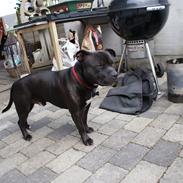 Staffordshire bull terrier Odin